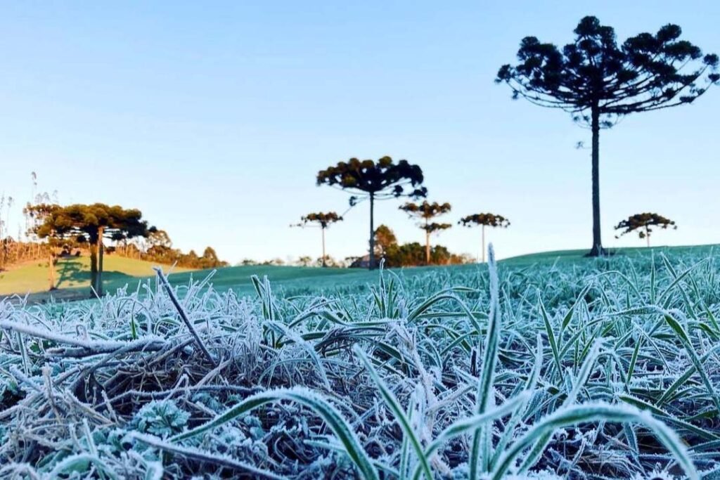 Geada no Paraná  -  Campo Largo, 20/07/2021  -  Foto: Ana Tigri