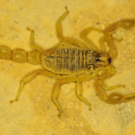 Acidentes com escorpiões crescem nessa época do ano; saiba como agir em caso de acidente